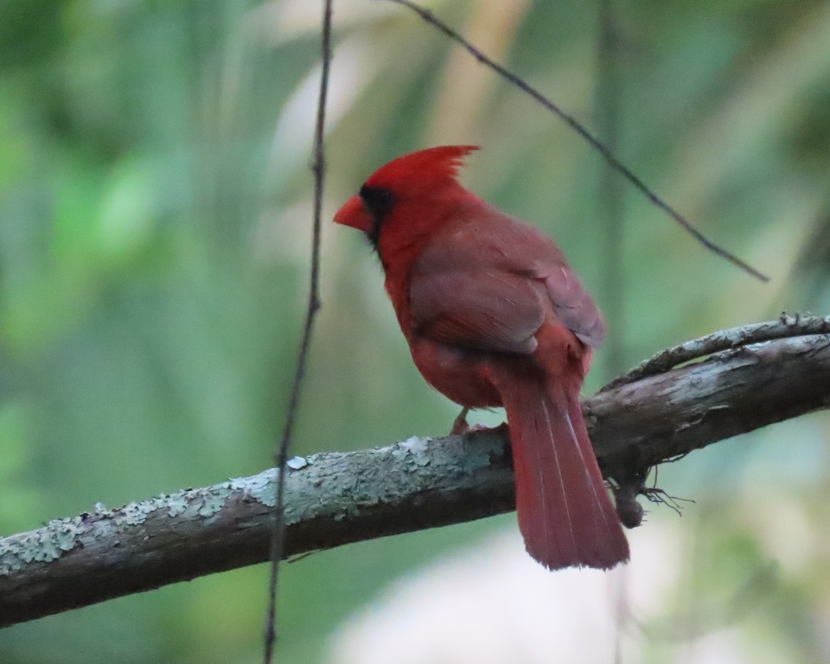 Cardinal rouge - ML618341004