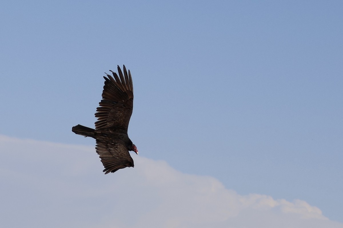 Turkey Vulture - ML618341036