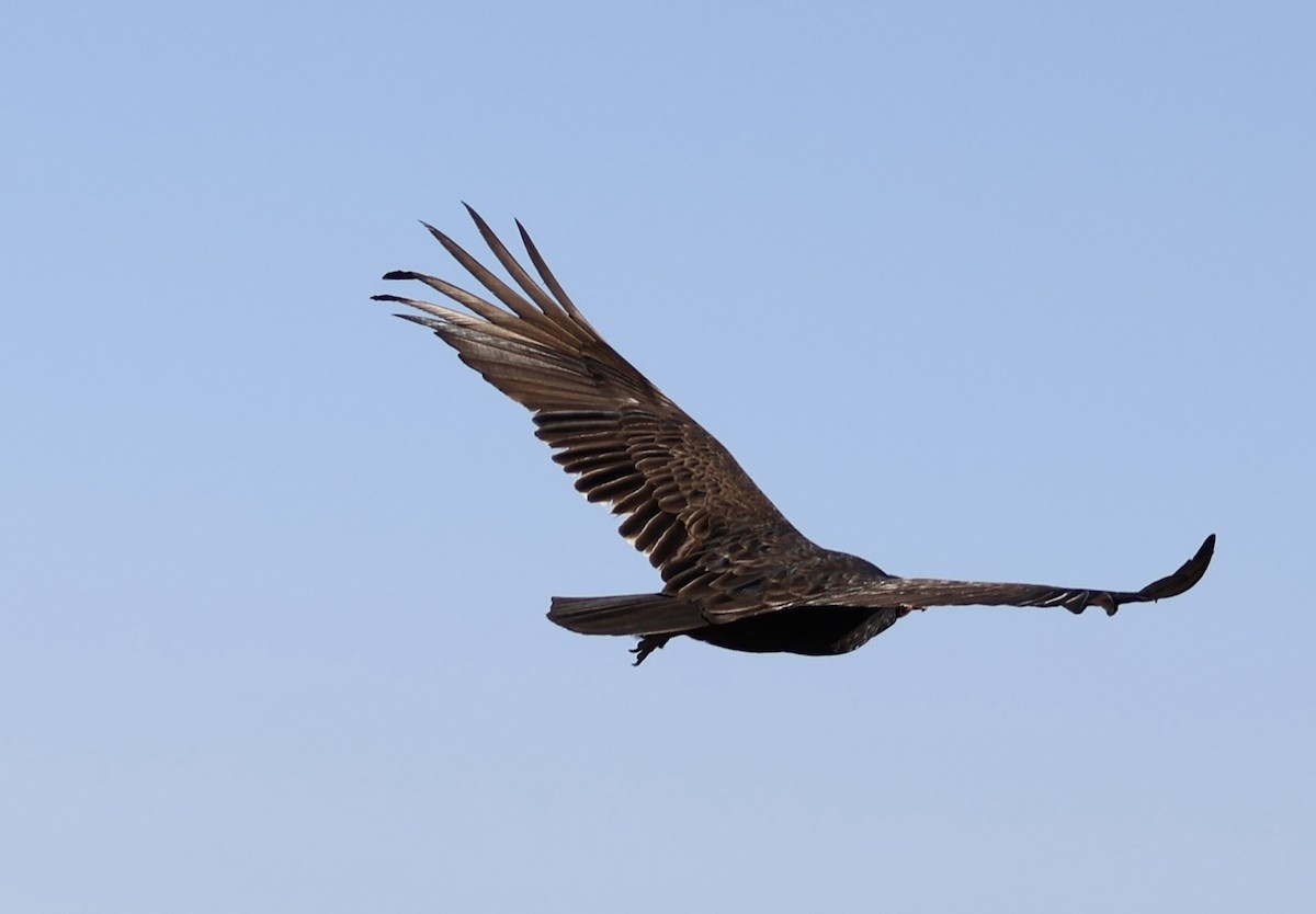 Turkey Vulture - ML618341037