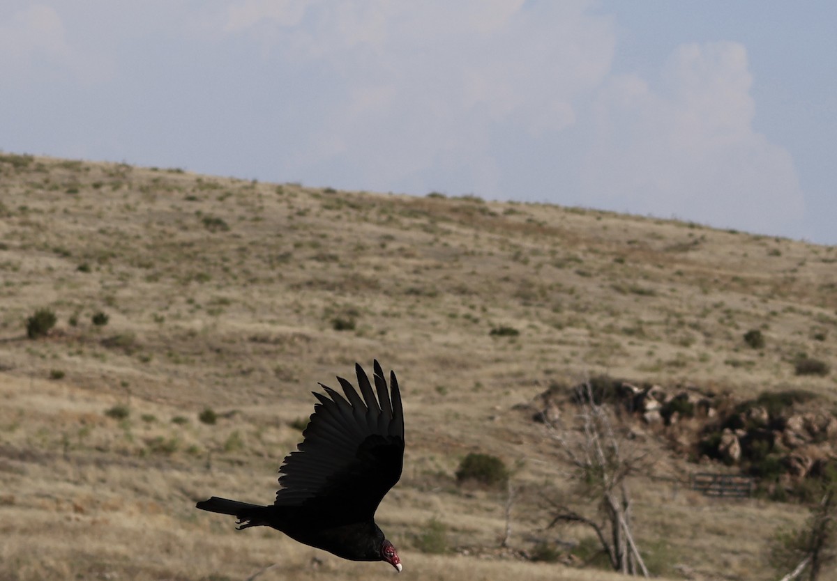 Turkey Vulture - ML618341038