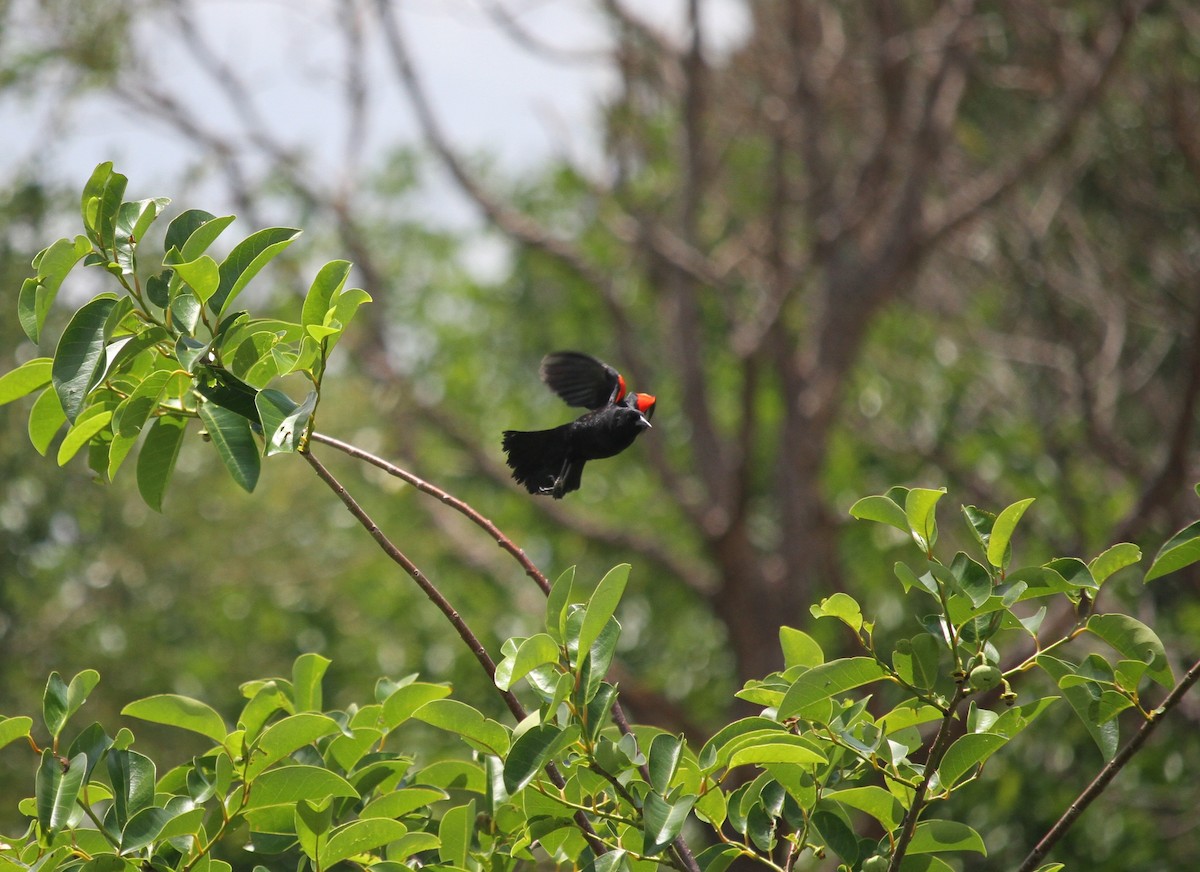 Red-winged Blackbird - ML618341041