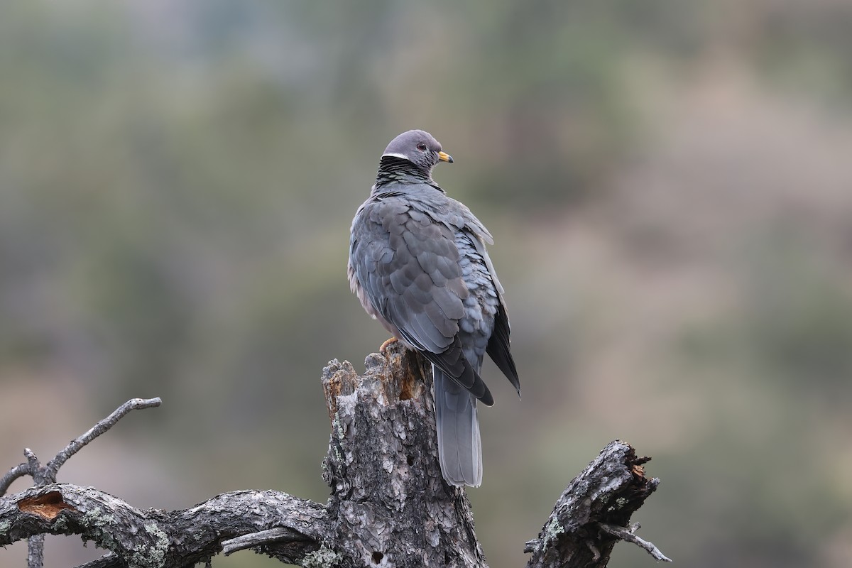 Band-tailed Pigeon - ML618341045