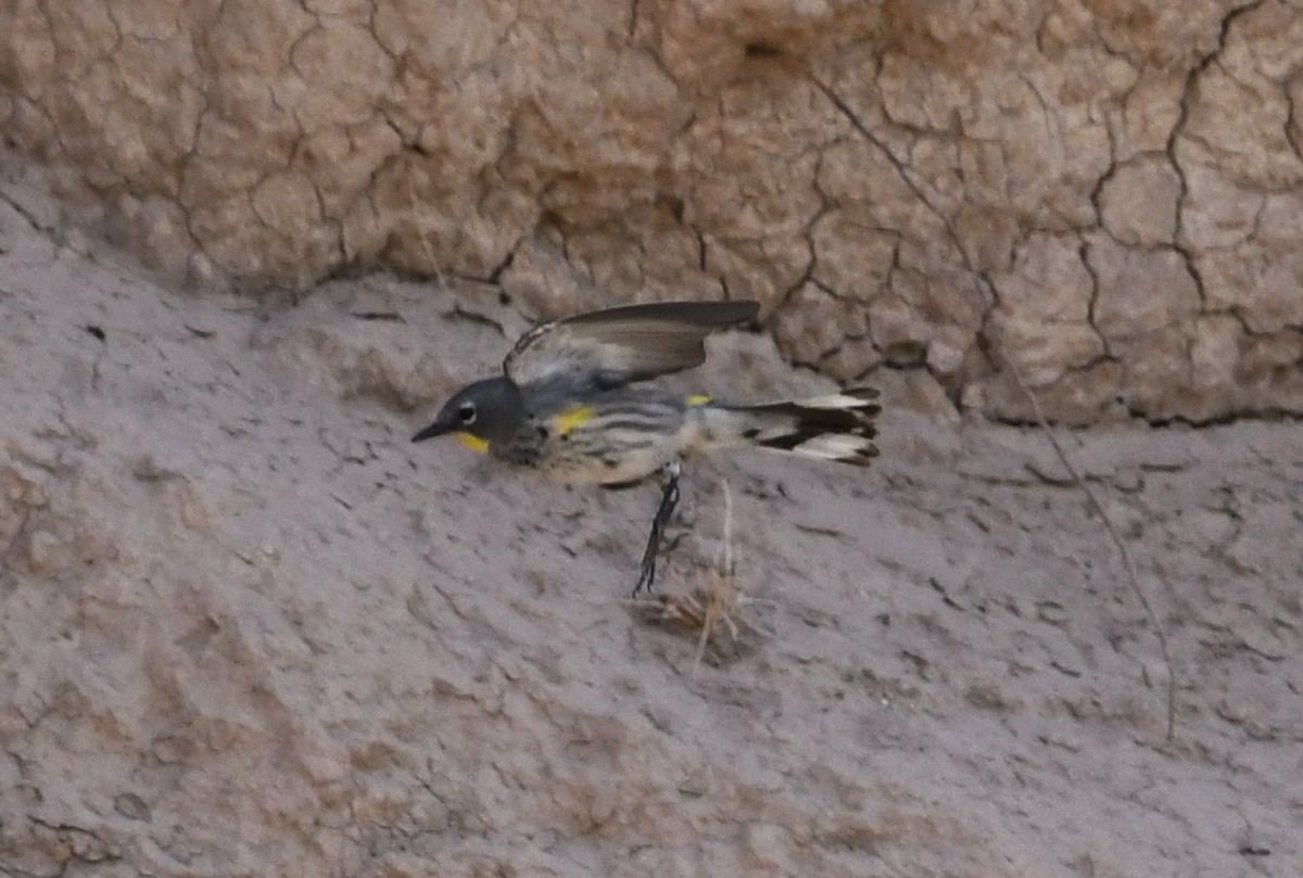 Yellow-rumped Warbler (Audubon's) - ML618341055