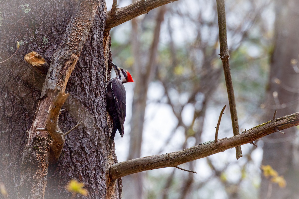 Pileated Woodpecker - ML618341191