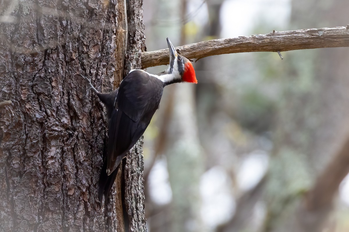 Pileated Woodpecker - ML618341192