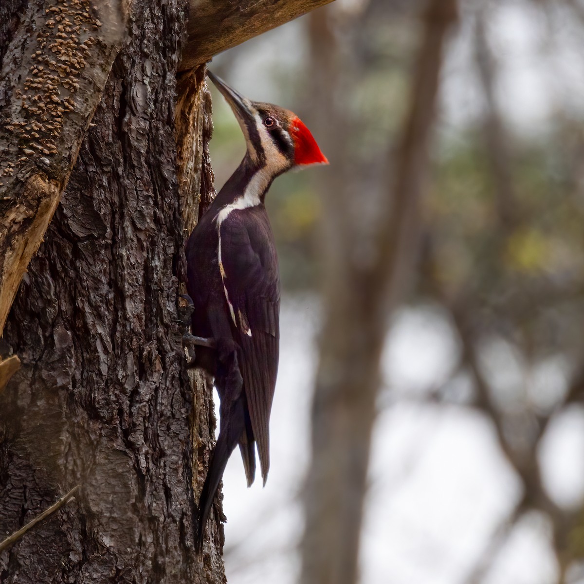 Pileated Woodpecker - ML618341193