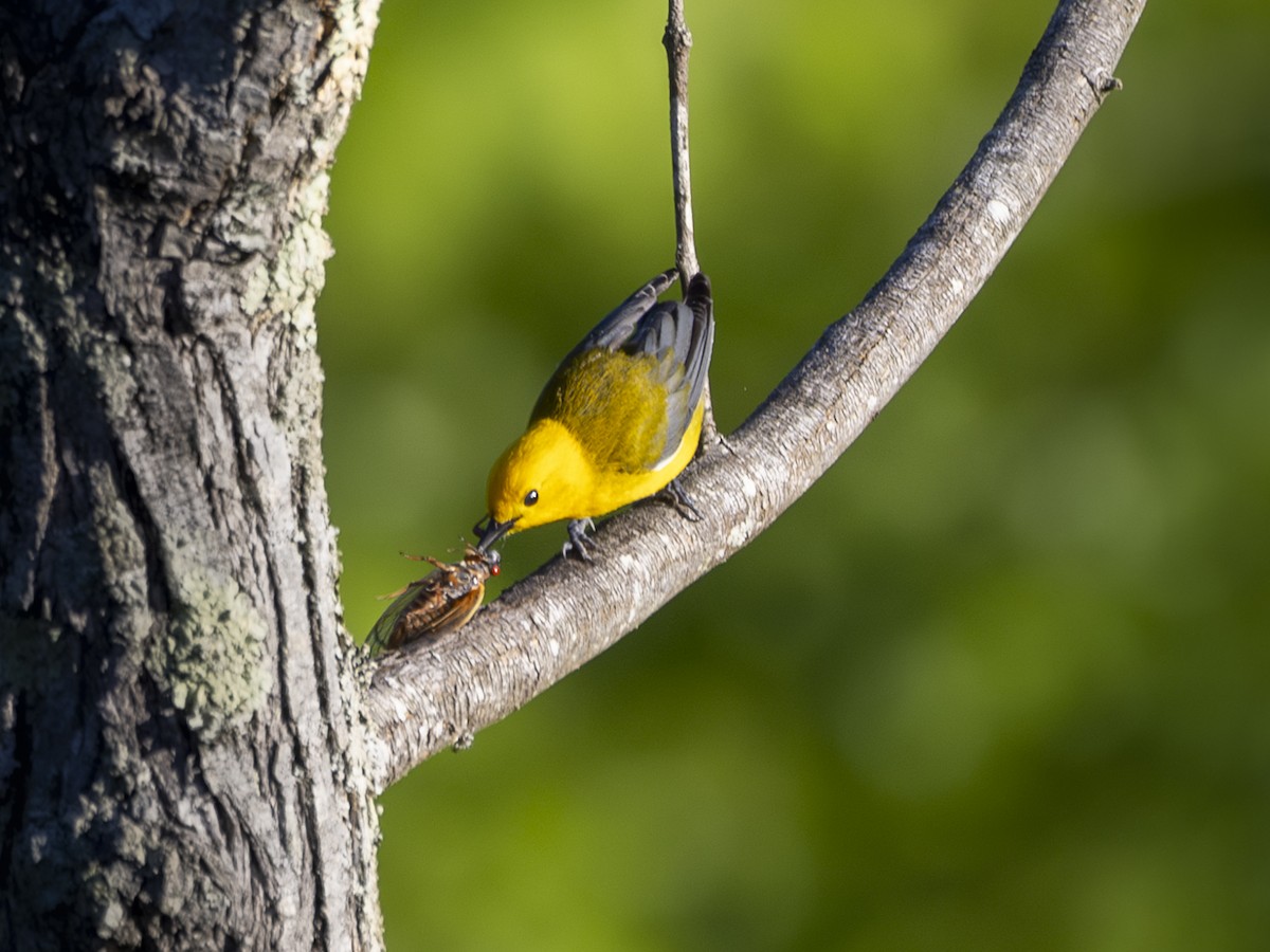 Prothonotary Warbler - ML618341201