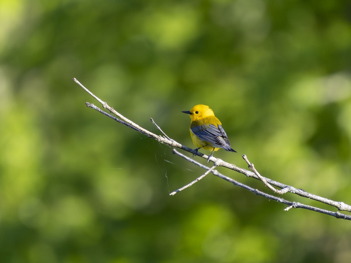 Prothonotary Warbler - ML618341202