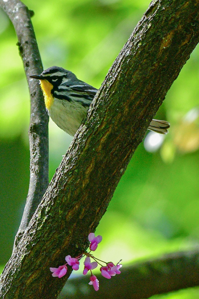 Yellow-throated Warbler - ML618341230
