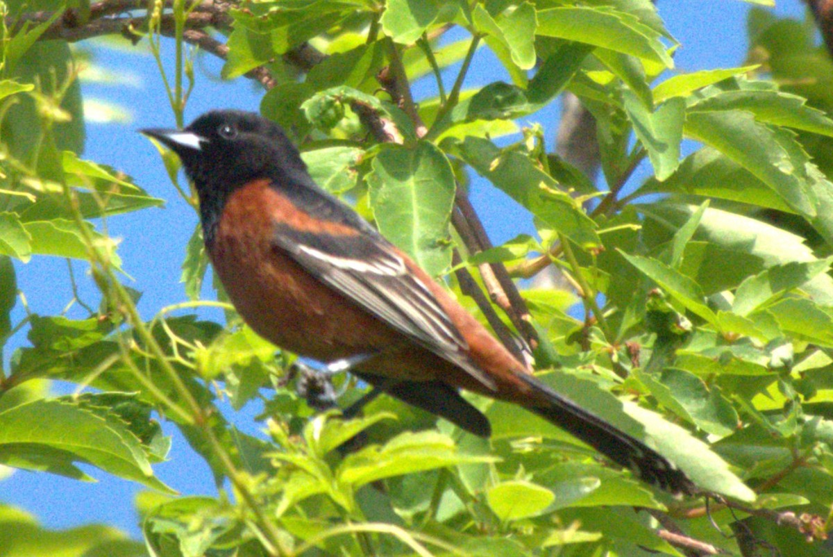 Orchard Oriole - ML618341236