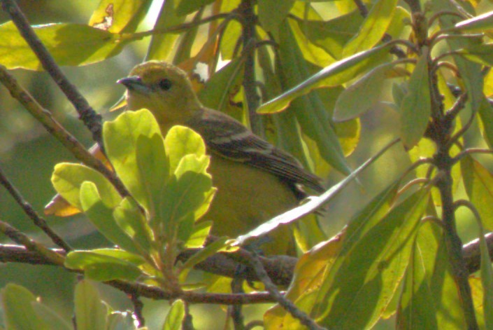 Orchard Oriole - ML618341237
