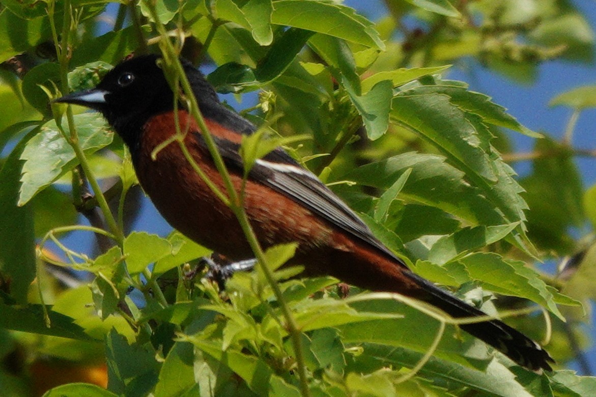 Orchard Oriole - ML618341238