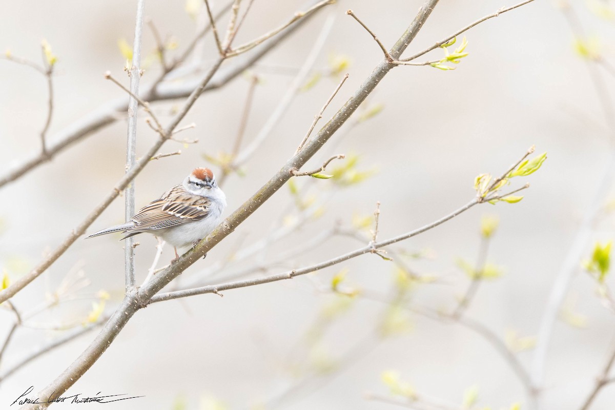 Chipping Sparrow - ML618341244
