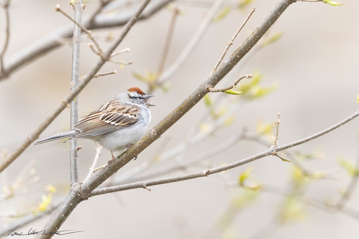 Chipping Sparrow - ML618341245
