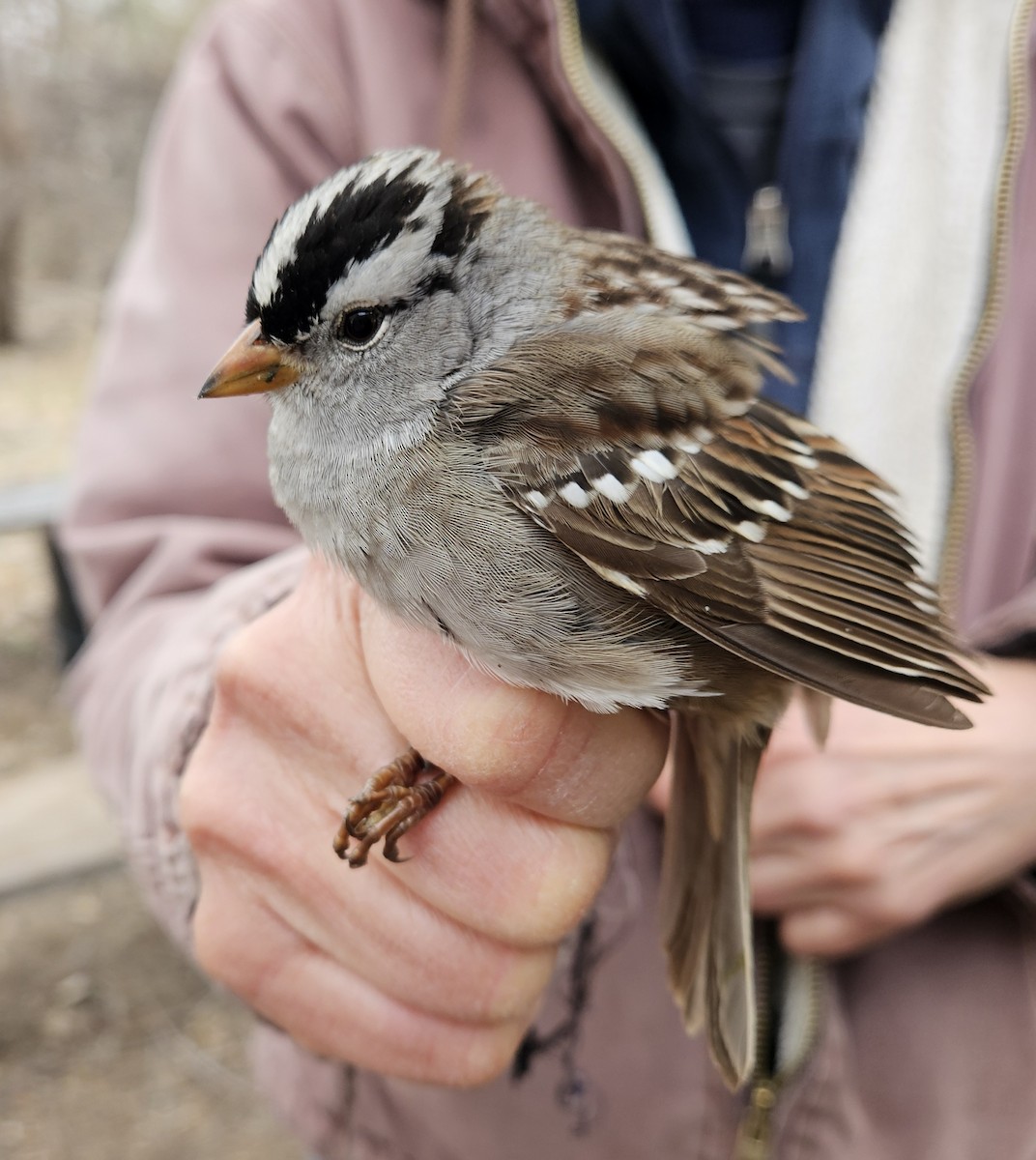 White-crowned Sparrow (Gambel's) - ML618341260