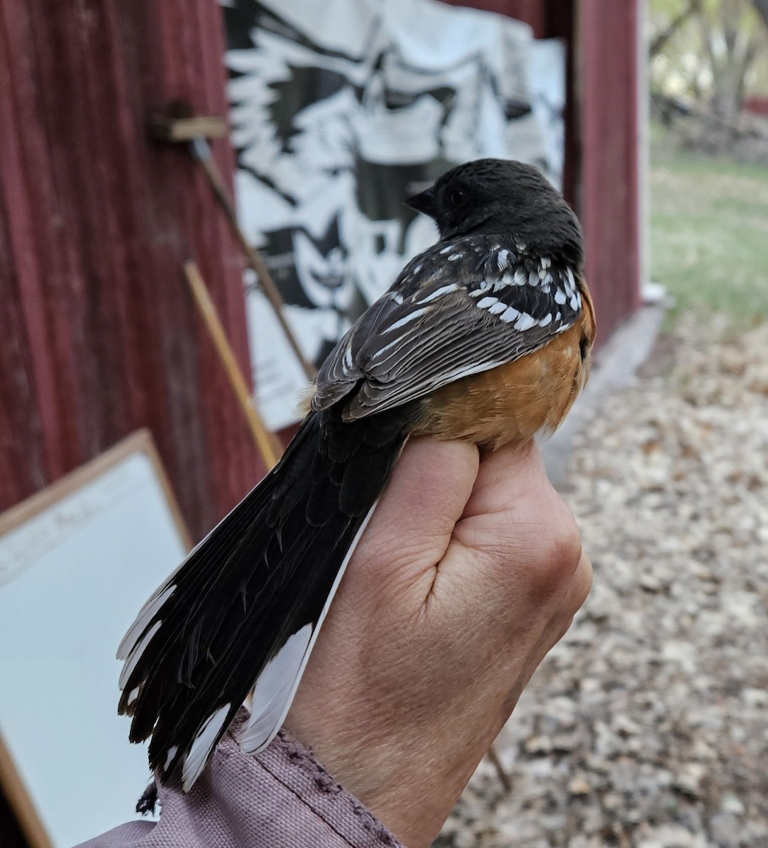 Spotted Towhee - ML618341262