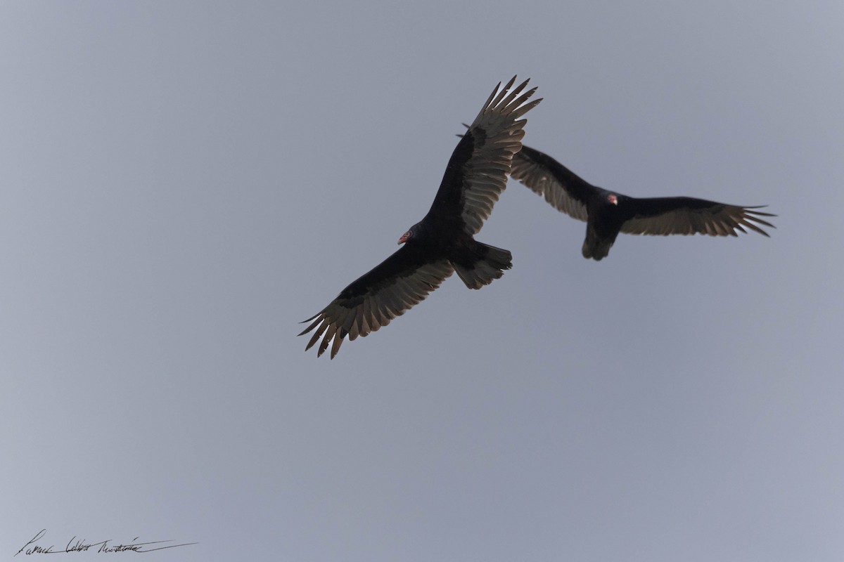 Turkey Vulture - ML618341266