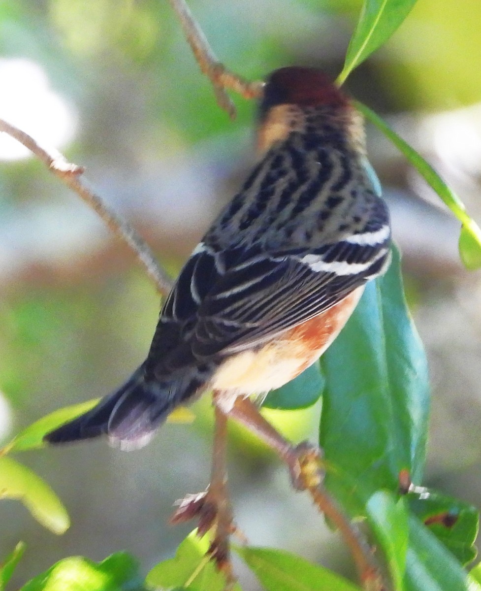 Bay-breasted Warbler - ML618341267