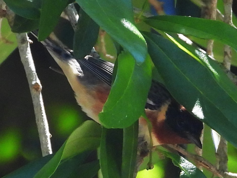 Bay-breasted Warbler - ML618341270