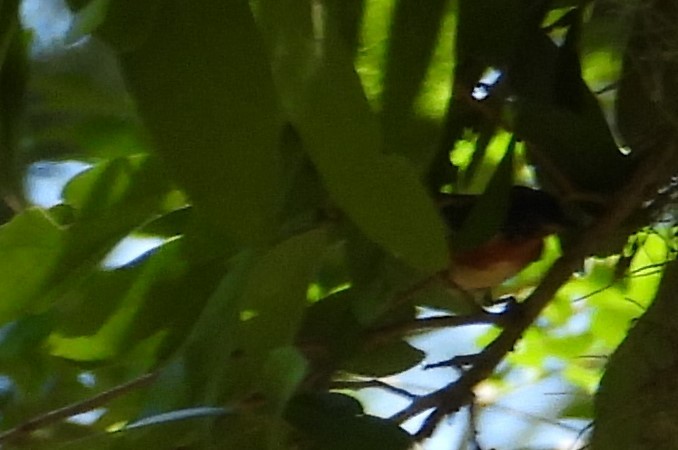Bay-breasted Warbler - ML618341271