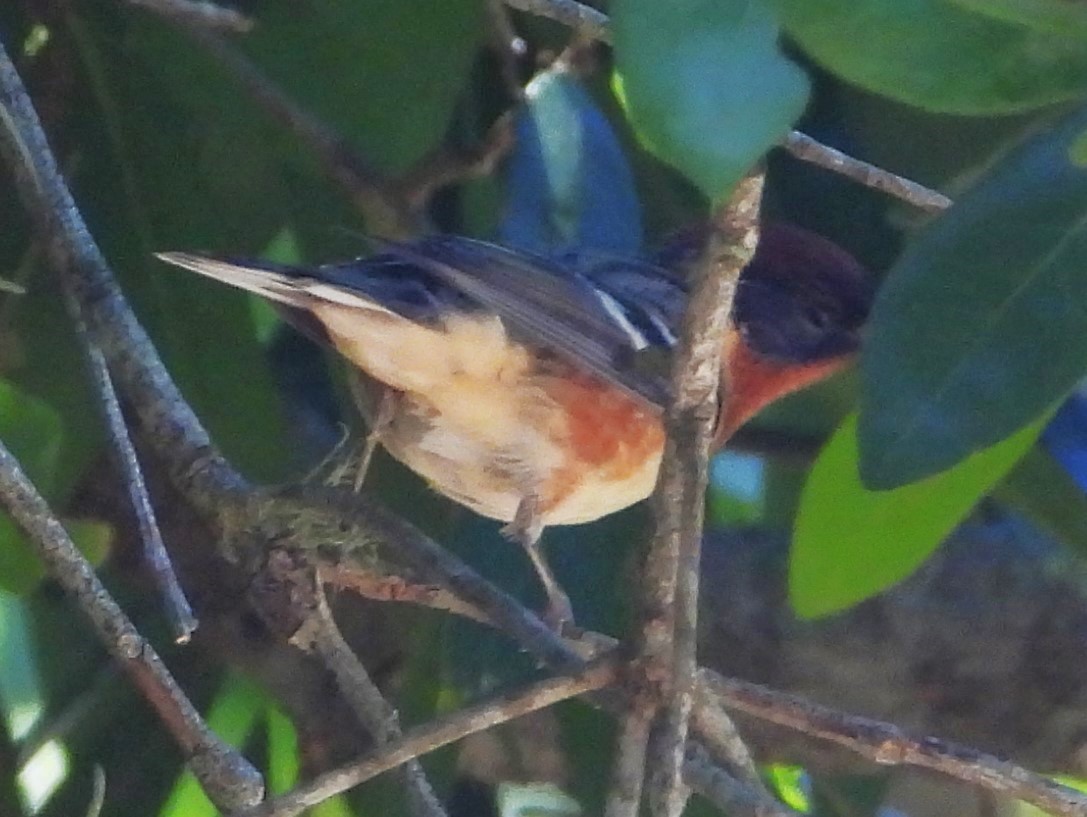 Bay-breasted Warbler - ML618341272