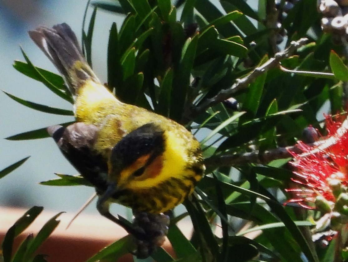 Cape May Warbler - ML618341302