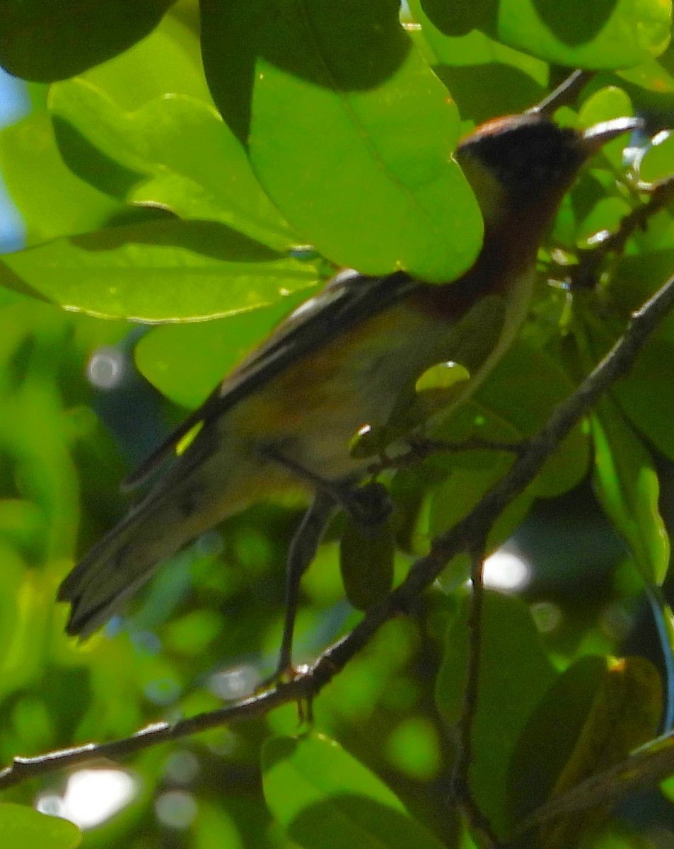 Bay-breasted Warbler - ML618341318