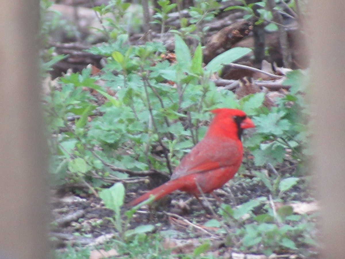 Cardinal rouge - ML618341338