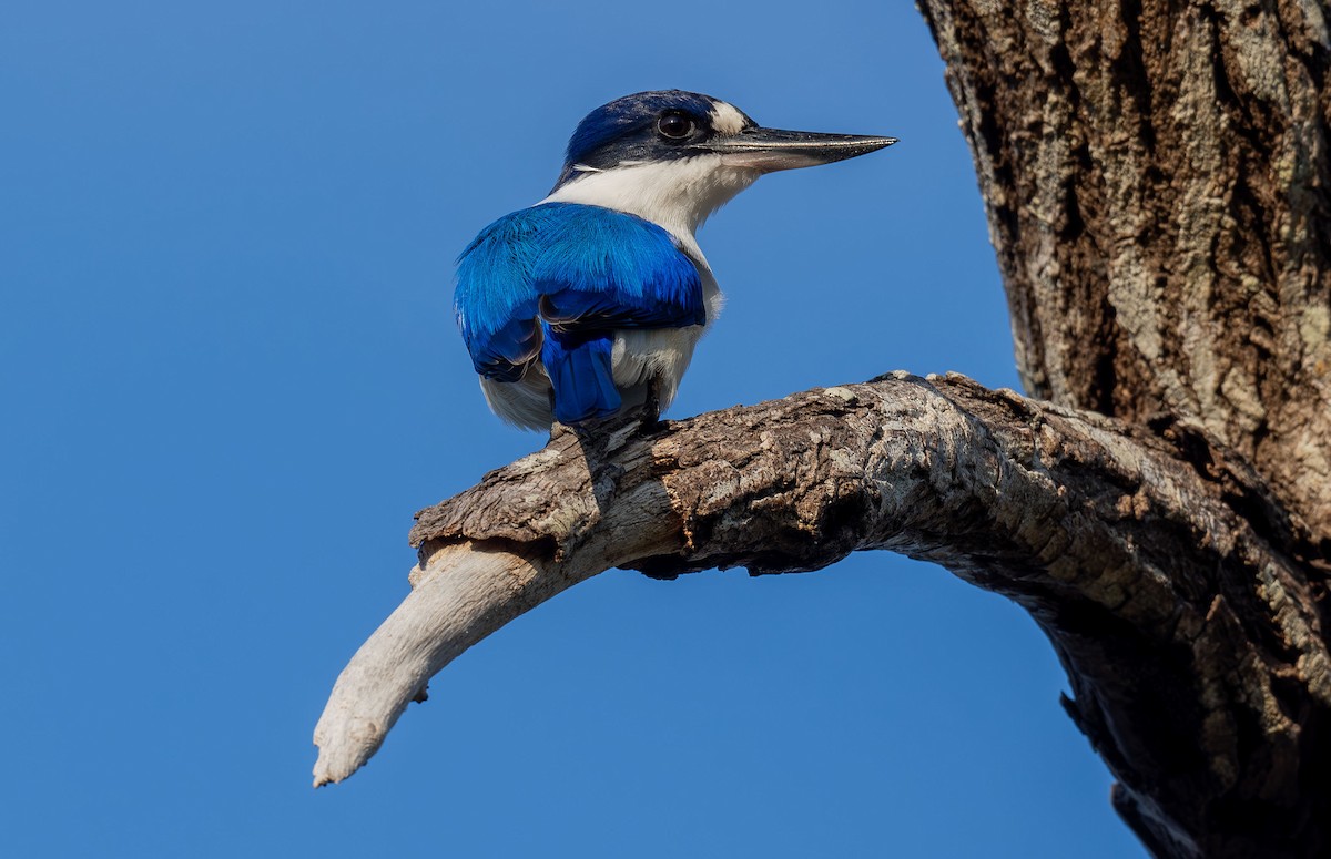 Forest Kingfisher - ML618341380