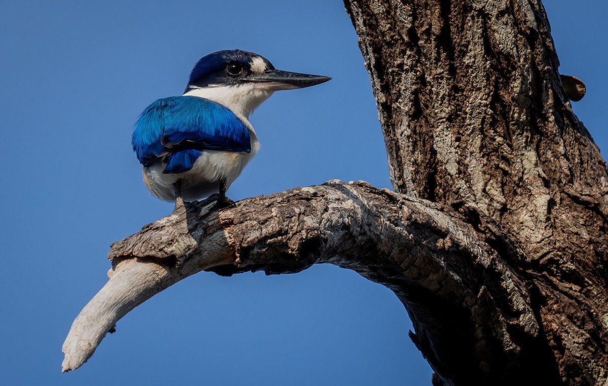 Forest Kingfisher - ML618341382
