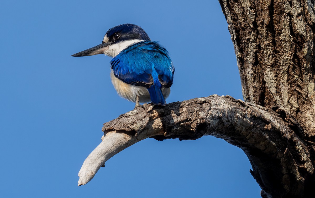 Forest Kingfisher - ML618341383
