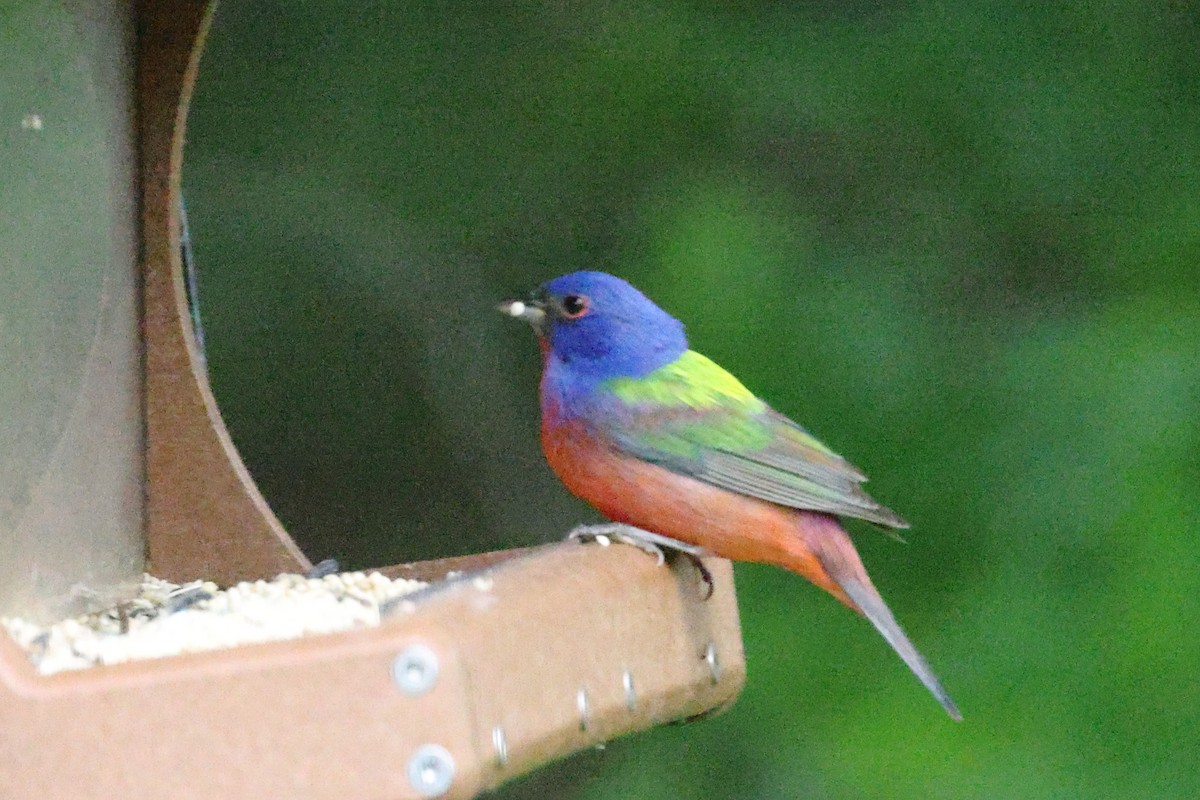 Painted Bunting - ML618341400