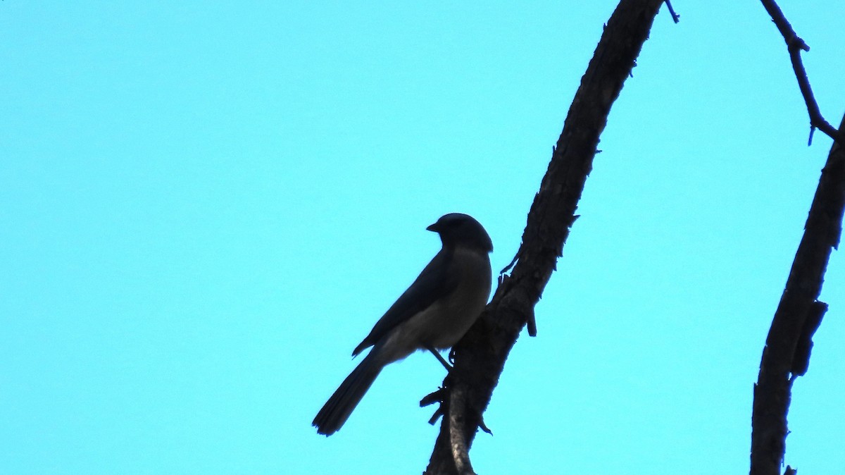 Mexican Jay - ML618341409