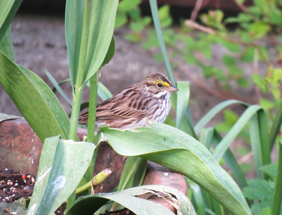 Savannah Sparrow - ML618341427