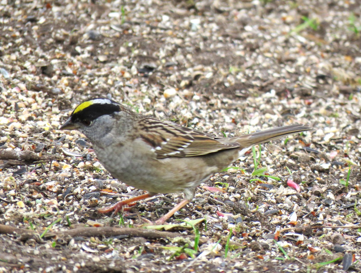 Golden-crowned Sparrow - ML618341435