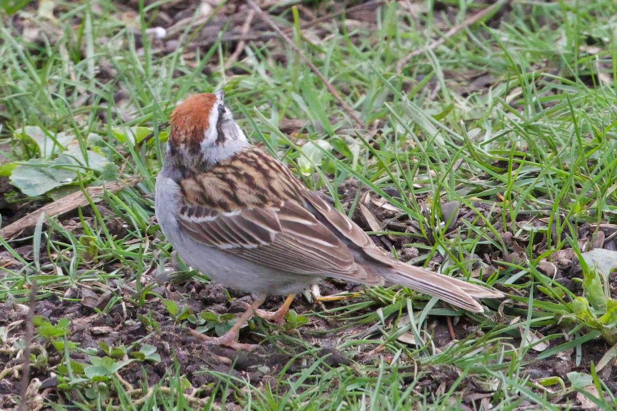 Chipping Sparrow - ML618341459