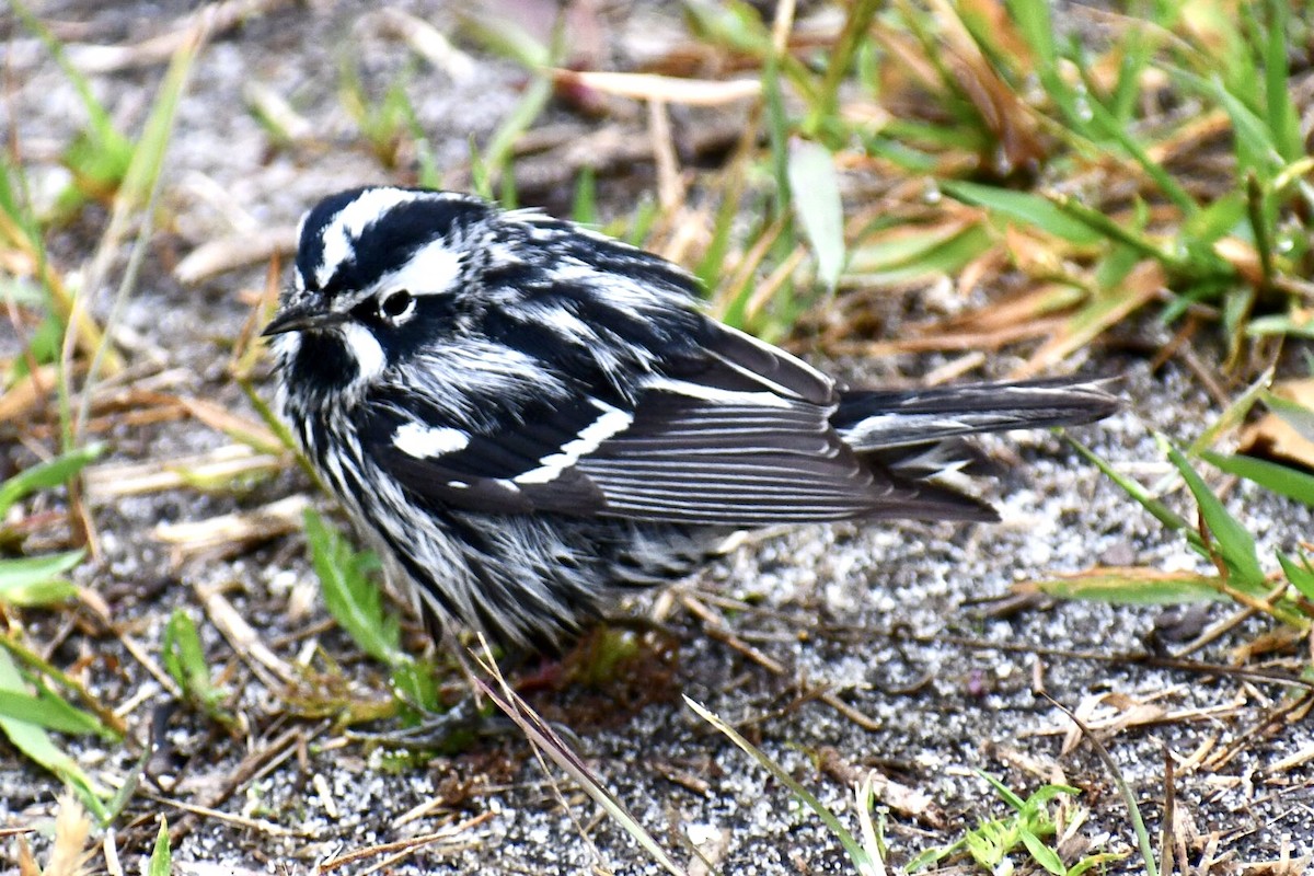 Black-and-white Warbler - ML618341460