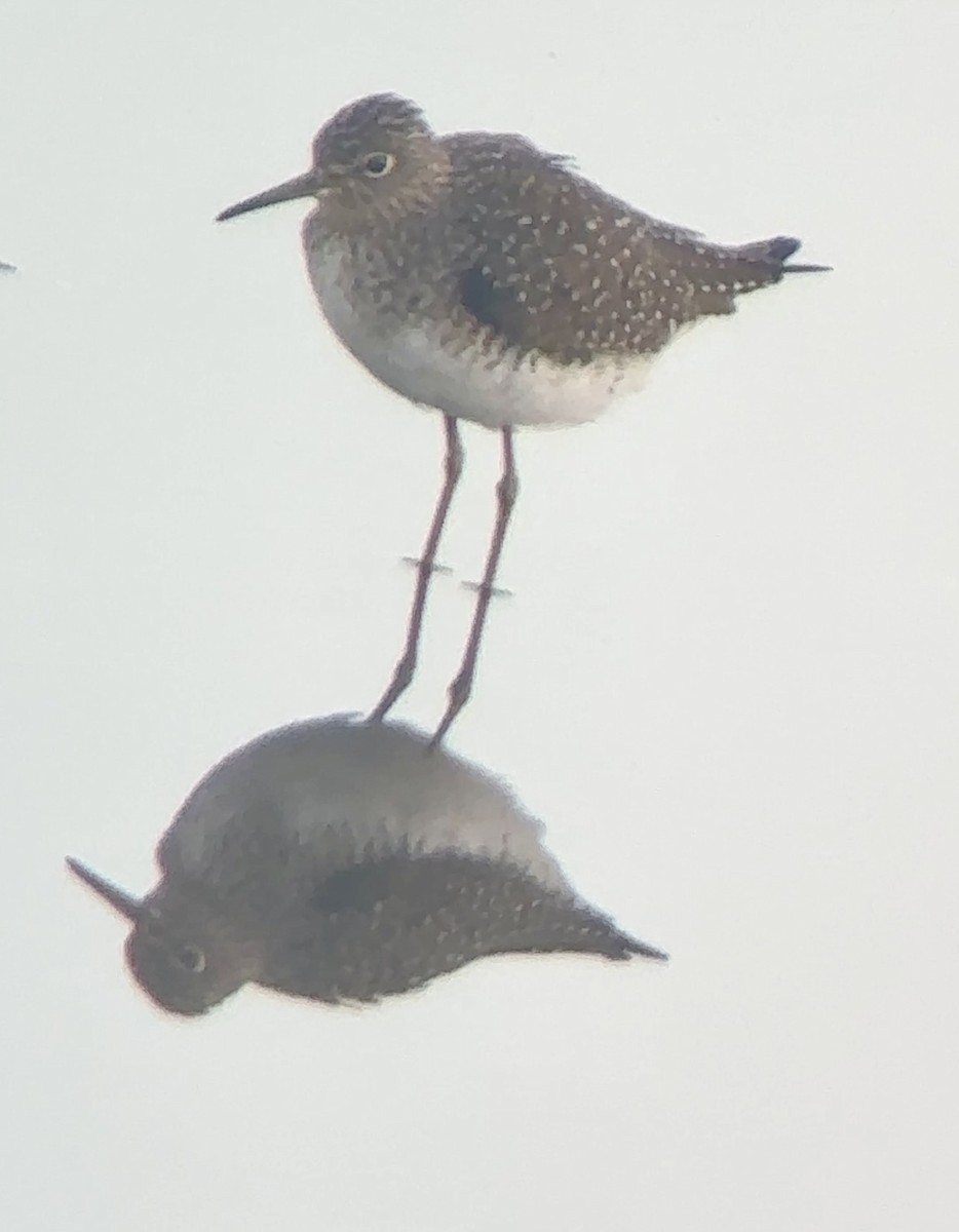 Solitary Sandpiper - Soule Mary