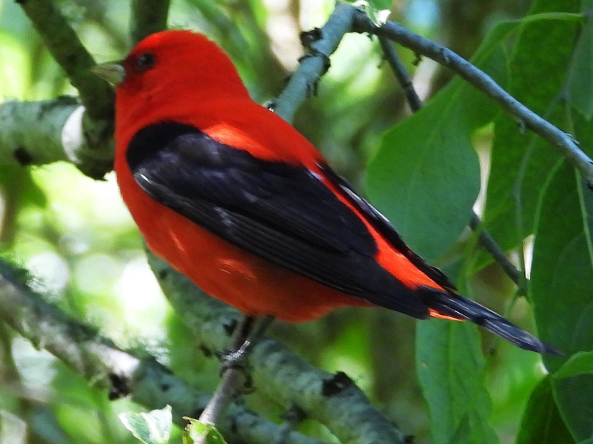 Scarlet Tanager - ML618341473