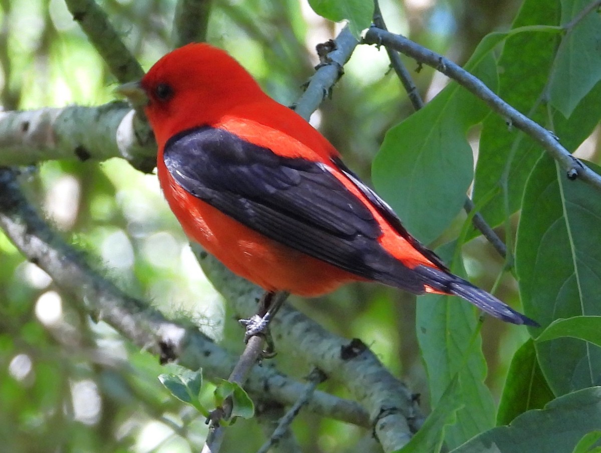 Scarlet Tanager - ML618341474