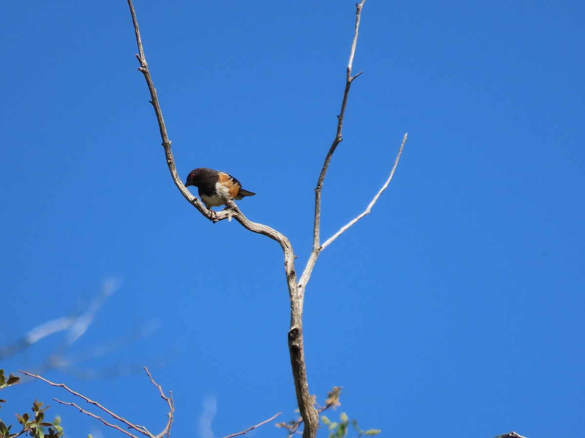 Spotted Towhee - ML618341491