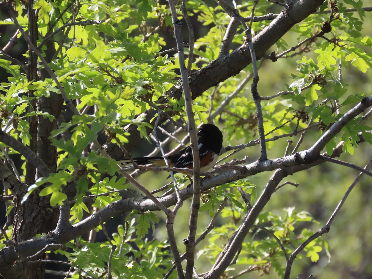 Spotted Towhee - ML618341492