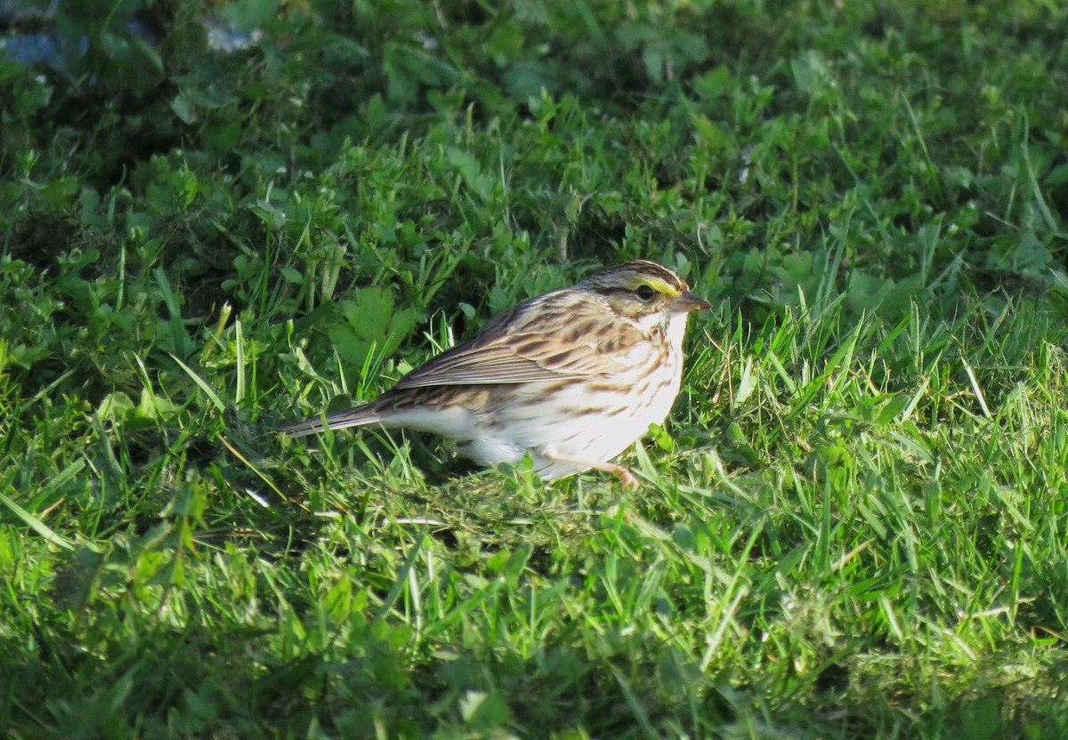 Savannah Sparrow - ML618341495