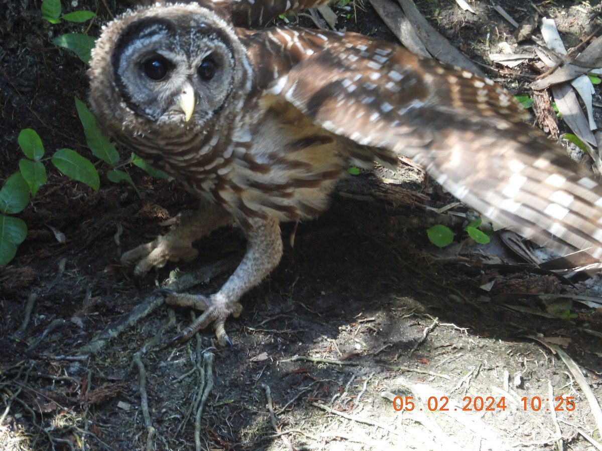 Barred Owl - ML618341500
