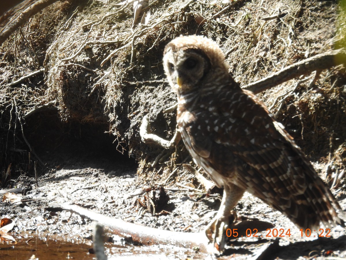 Barred Owl - ML618341501