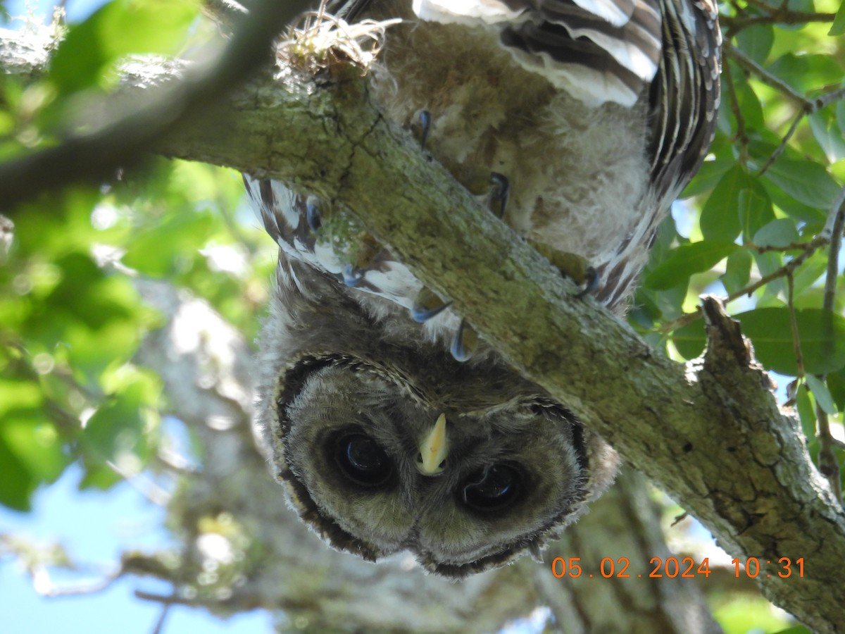 Barred Owl - ML618341502