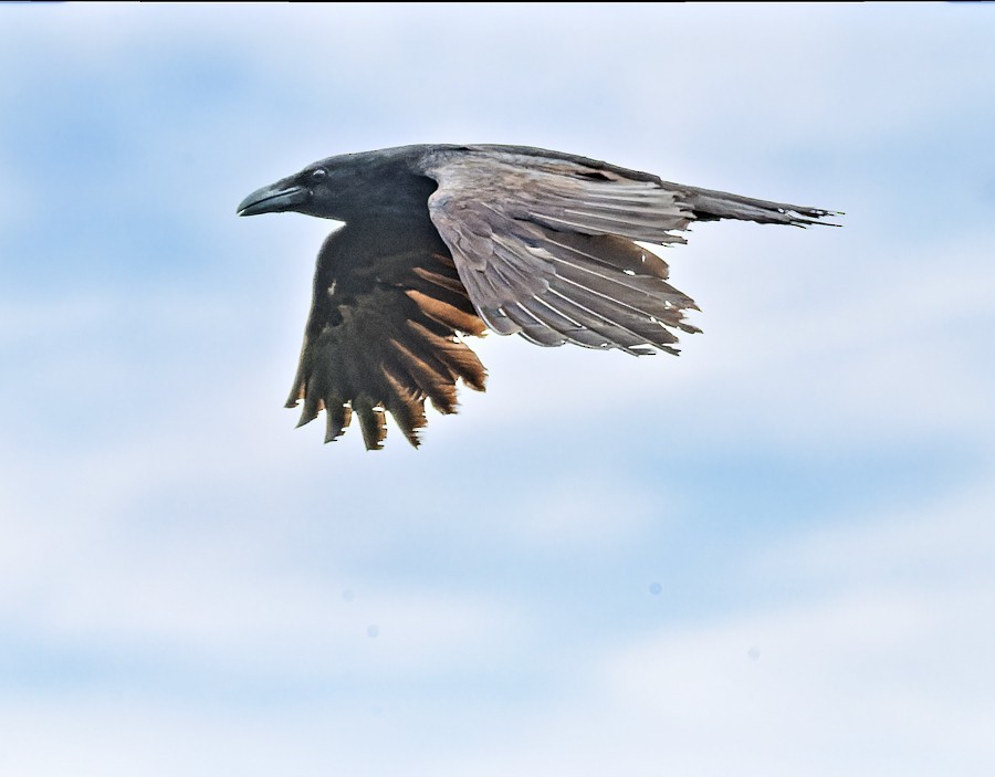 Common Raven - ML618341503
