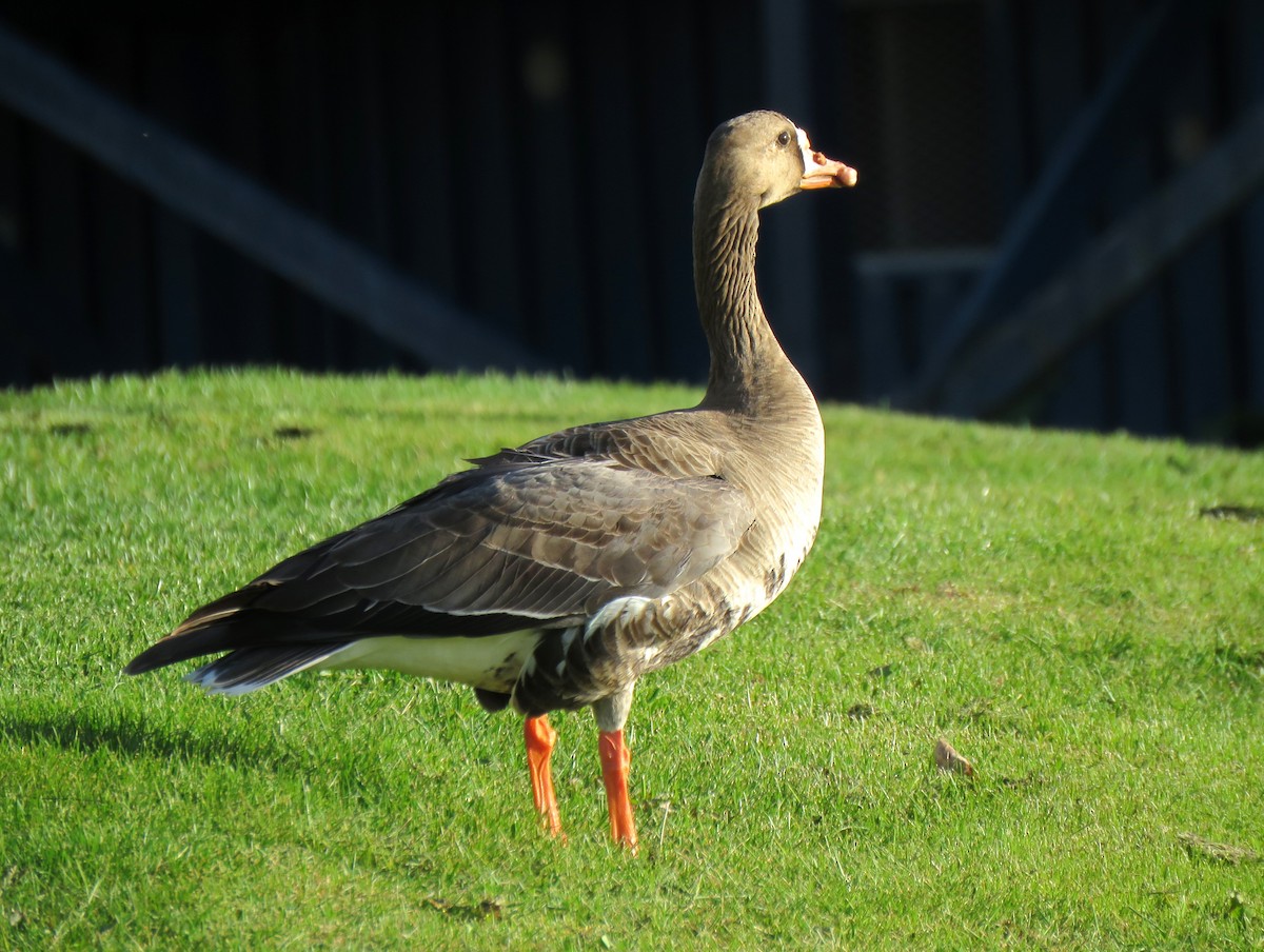 Greater White-fronted Goose - ML618341535
