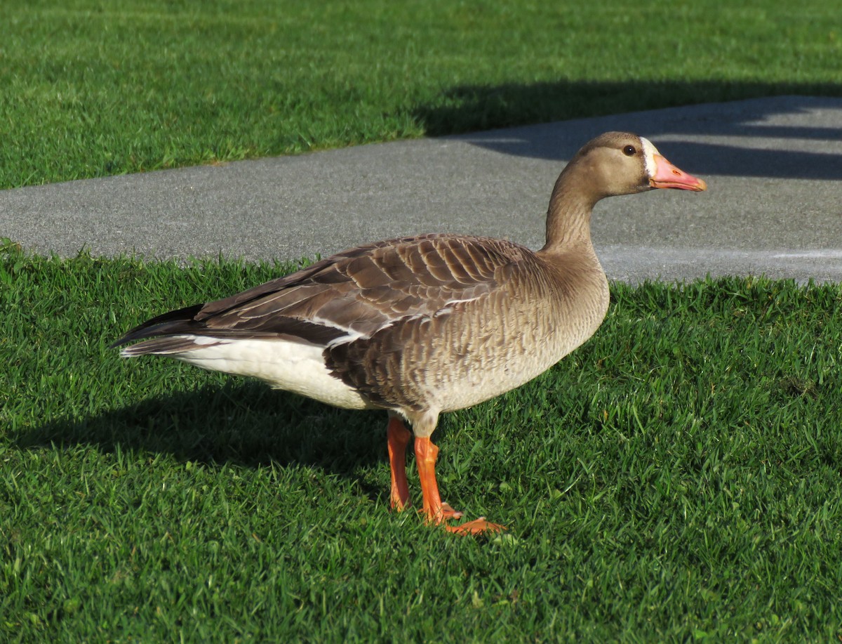 Greater White-fronted Goose - ML618341536