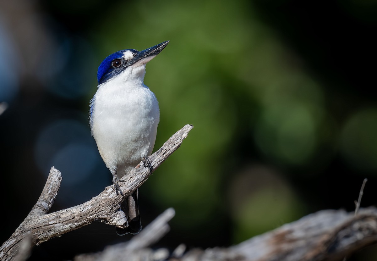 Forest Kingfisher - ML618341539